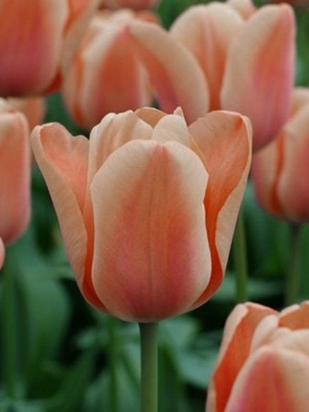 Цибулина TUBERBULB Export B.V. тюльпана тріумф Епрікот Фокс 3 шт. 