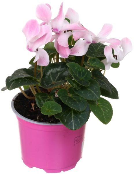 Рослина декоративна Цикламен мікс d12 h25
