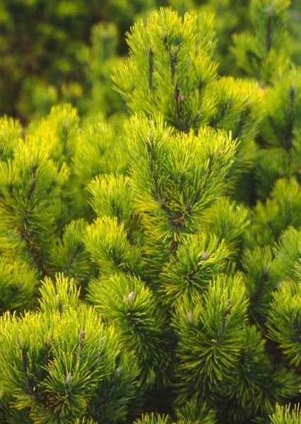 Рослина Сосна гірська / Pinus mugo Winter Gold, С25 Ра