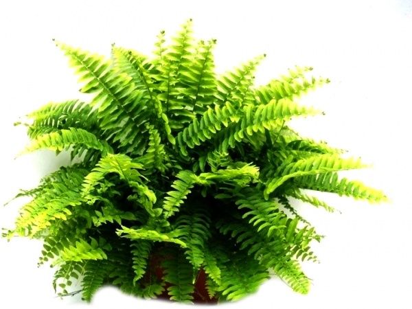 Растение комнатное Нефролепис 13/30 Nephrolepis Bostoniensis