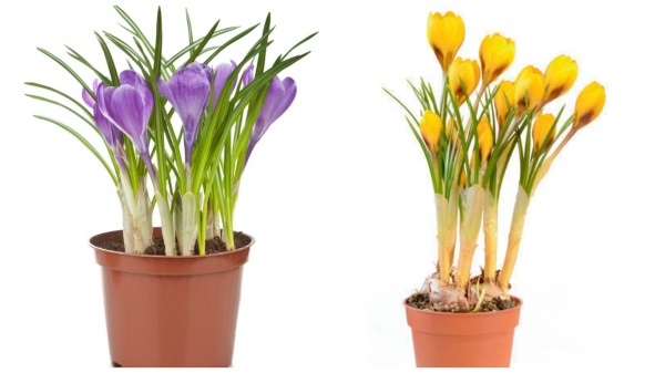 Растение комнатное 