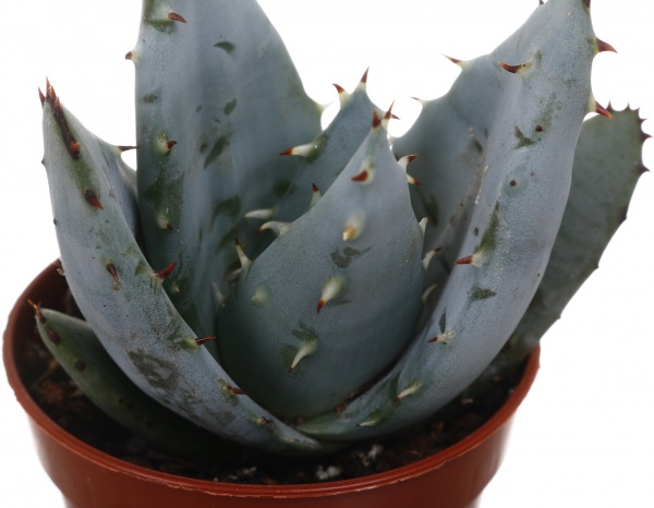 Рослина кімнатна Хавортія мікс 6х10 см