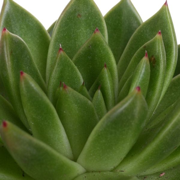 Рослина Ехеверія 8.5х15 см