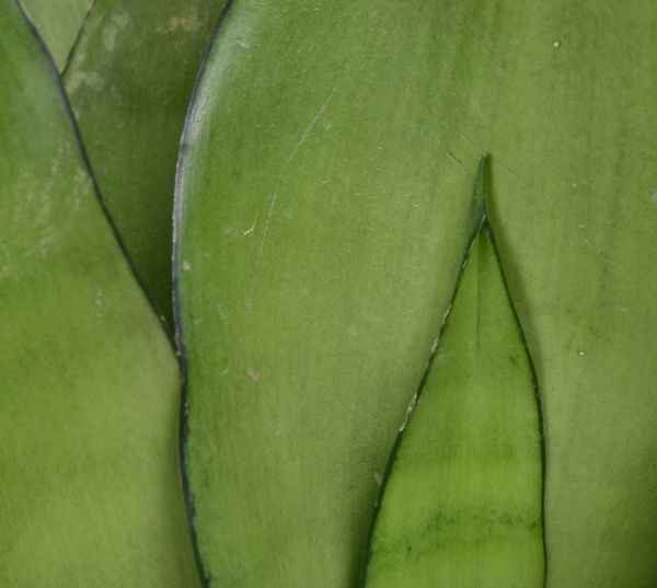 Растение Сансеверія Moonshine 12x40 см