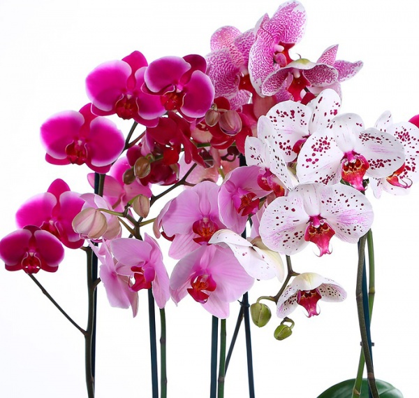 Рослина кімнатна Фаленопсис 2-4 гілки 12х50+ см