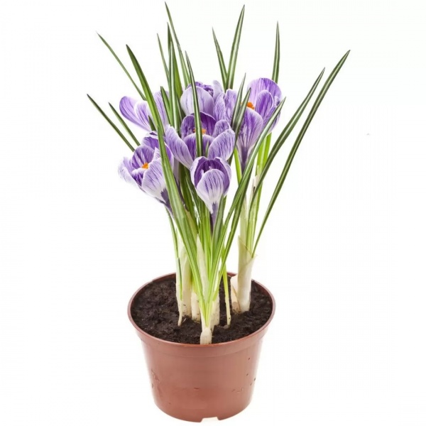 Растение комнатное 