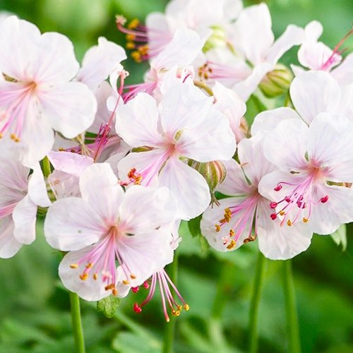 Растение Герань кембриджская Biokovo С3