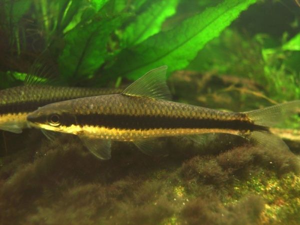 Рыбка Сиамский Водорослеед 3-5 см