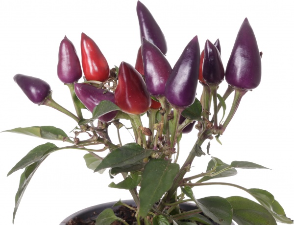 Растение капсикум фиолетовый 11/25