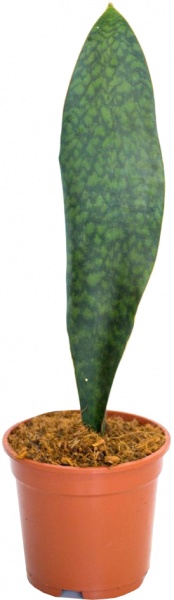 Рослина кімнатна Сансевьера Victoria d8/h20