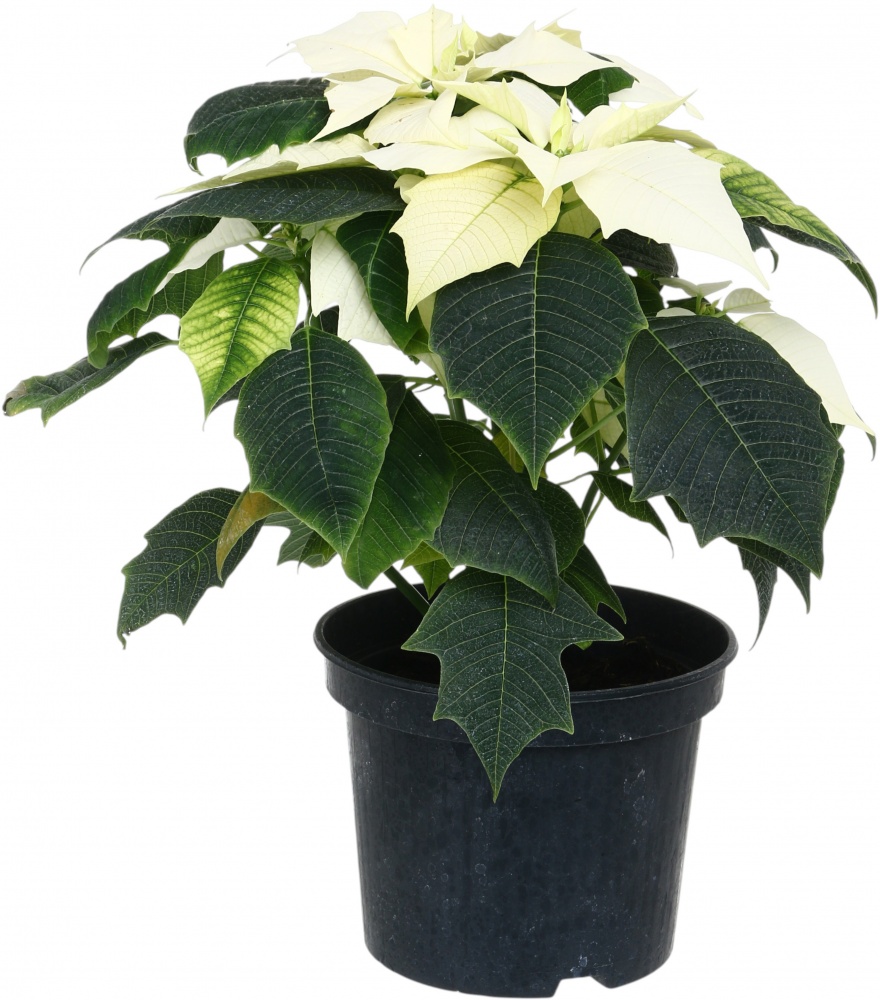 Растение комнатное Пуансетия Эуфорбия пульцерима d15 ЧВ