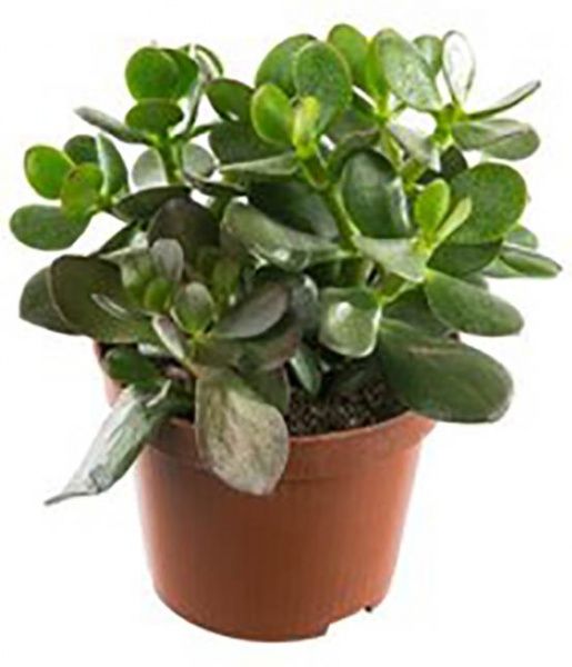 Растение Крассула минова 12/20