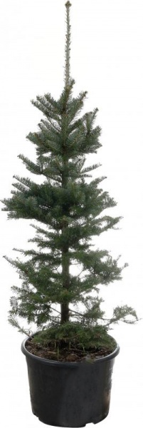 Растение Ель колючая Picea pungens var.'Glauca Majestic' 60L h-170+ см