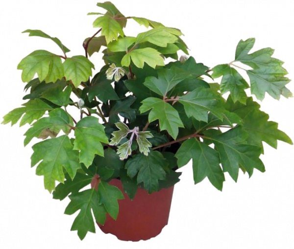 Растение комнатное Циссус d12/h15