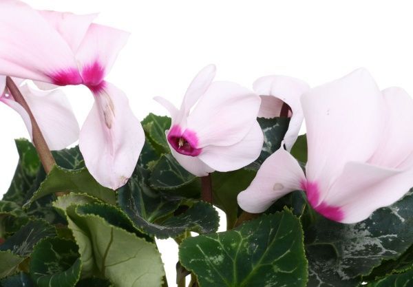 Растение Цикламен Патио 13х35 см