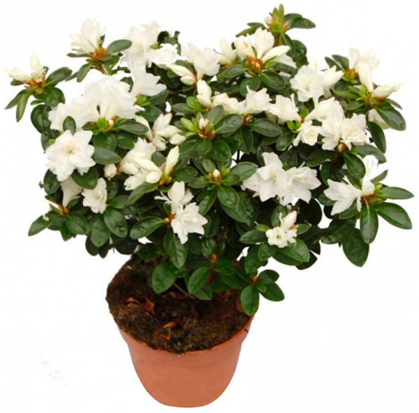 Рослина Азалія мікс 10х20 см