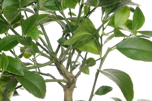 Растение Цитрус микс 15/35