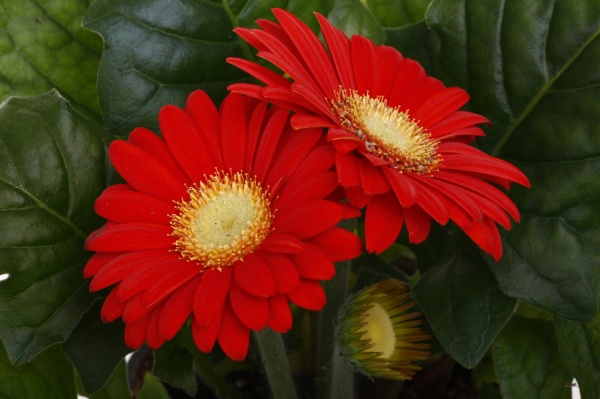 Растение комнатное Гербера микс 12/25