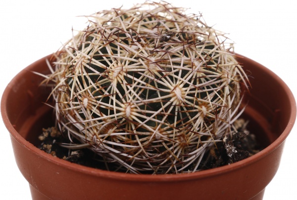 Рослина кімнатна Кактус мікс 5х10 см