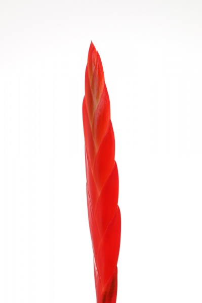 Растение комнатное Вриезия Splendens Эра d9/h40