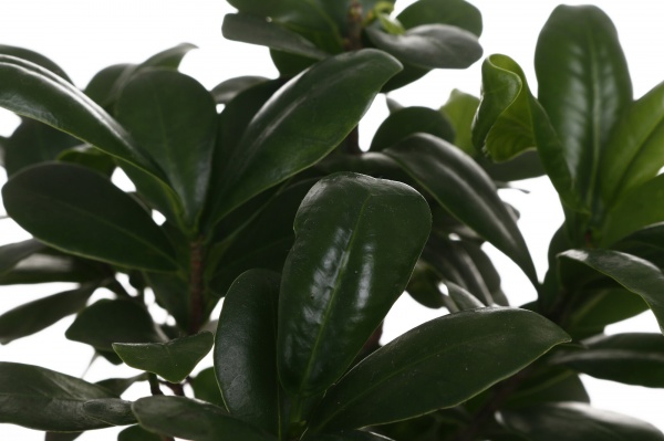 Растение Бонсай Микрокарпа d12/h35