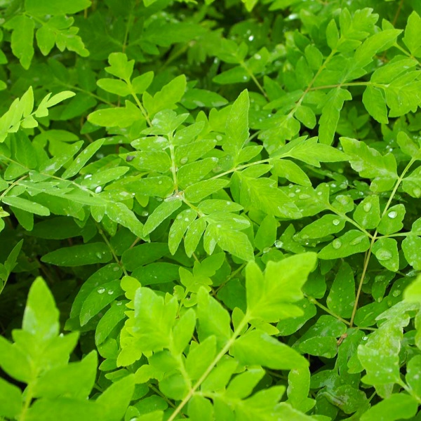 Рослина Чистоус величавий Пурпурасенс С3