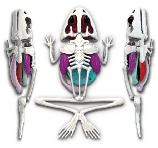 Набор исследователя Joker Slimy Lab Анатомия животных_Лягушонок 38070