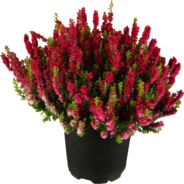 Рослина Верес каллуна ред d12/h25