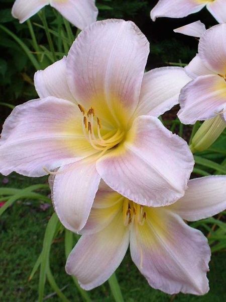 Кореневище лілійника Катерін Вудбері 1 шт.