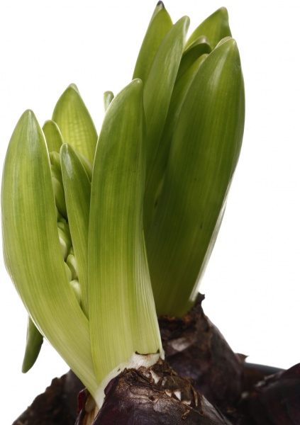 Растение комнатное Гиацинт микс 3рр 12/15