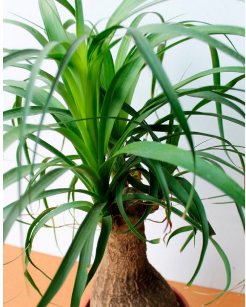 Растение Бокарнея (нолина) 9х30 см