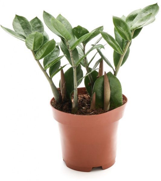 Растение комнатное замиокулькас zamiifolia ø12 h35