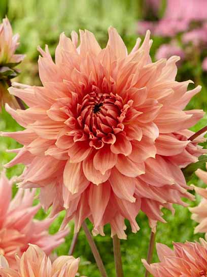 Корнеклубень георгины динерплейт Фаевей Спур 1 шт. 