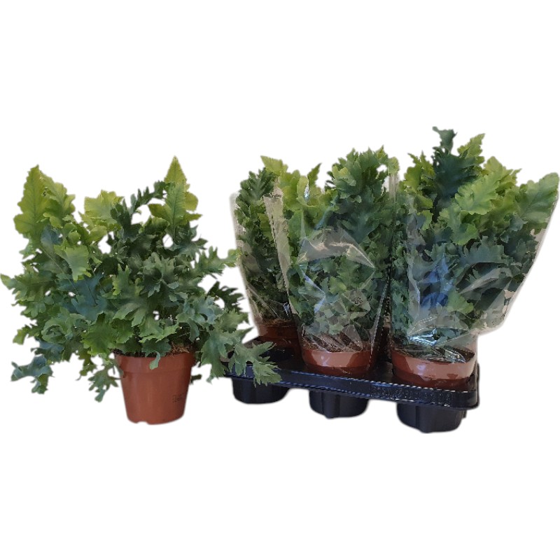 Растение Флебодиум 12х35 Davana