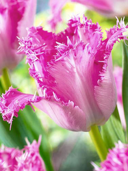 Луковица тюльпана бахромчатого пурпурного 3 шт. 