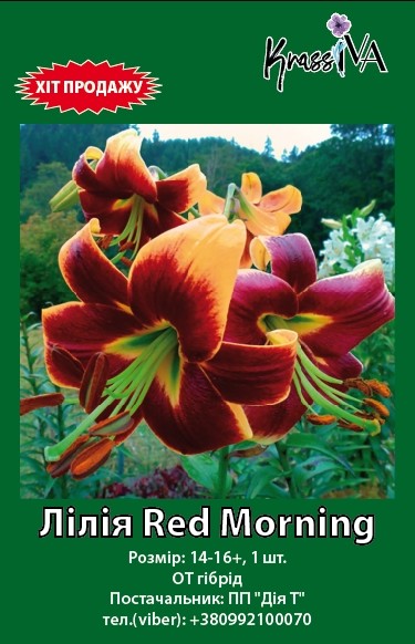 Луковица інше лилия Red Morning 1 шт. 