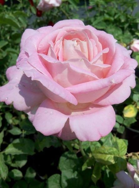 Роза парковая MegaPlant в ассортименте C4