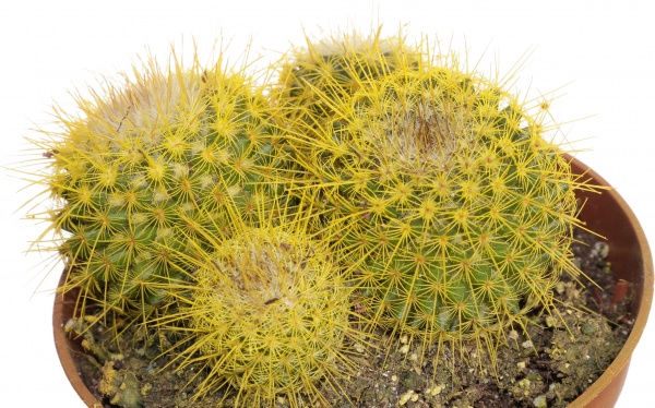 Рослина Кактус різнокольоровий 10/15