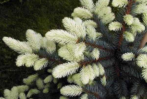 Ялинка колюча / Picea pungens Bialobok C30