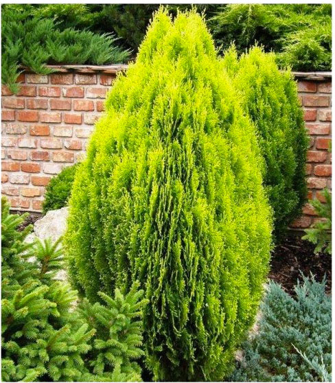 Растение Туя восточная Ауреа Нана (V21-F23 h60+WRB)
