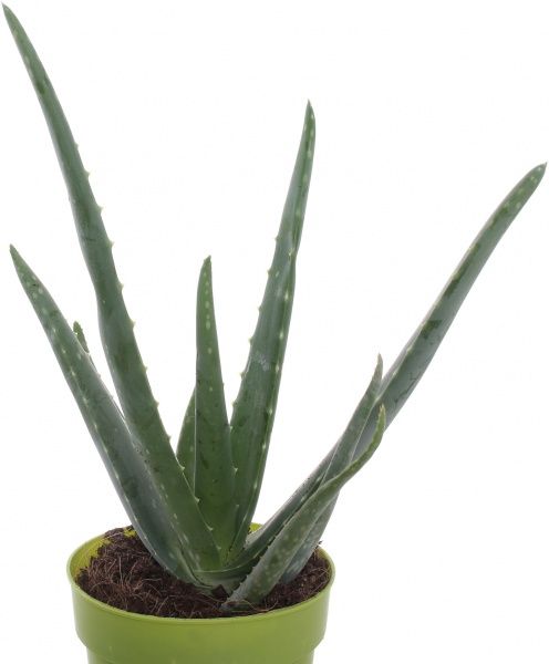 Растение Алоэ 12/25 Vera