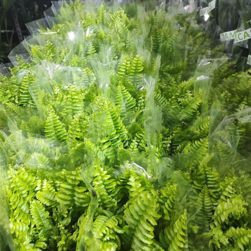 Растение Нефролепис 12х30 Green Moment