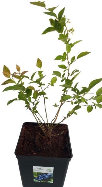 Саженец Лотос К Голубика Блукроп Дол (C3)