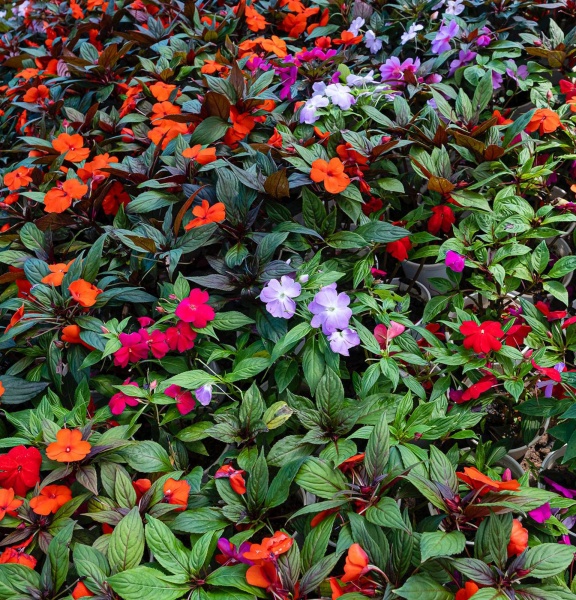 Растение Импатиенс Сан Патиенс (Бальзамин) д.20