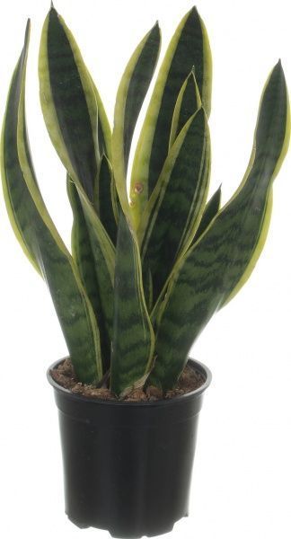 Растение Сансеверія 21х100 см