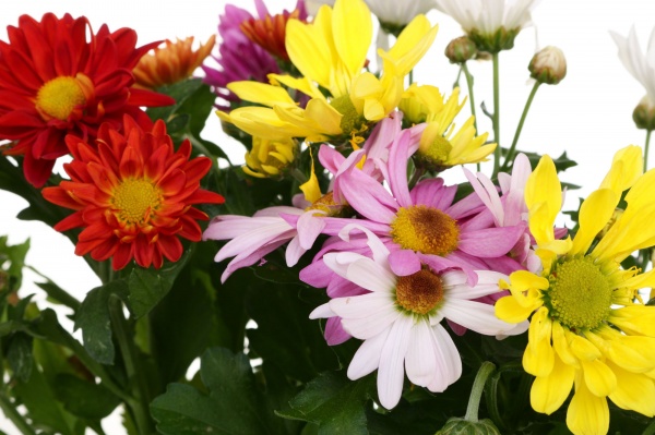 Растение Хризантема Рок энд ролл микс в горшке d14/h25