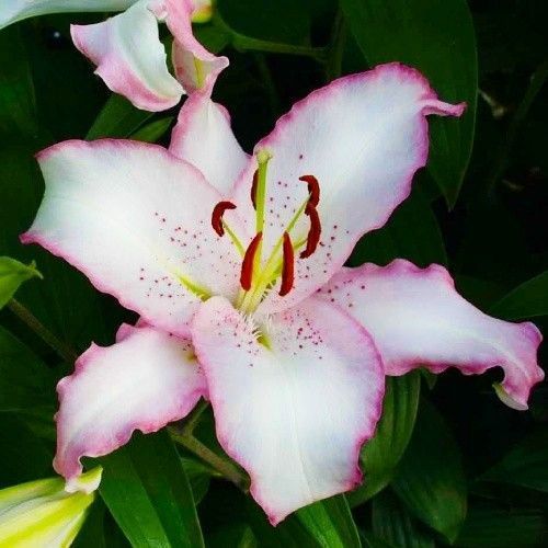 Цибулина Лілія орієнтальна Brasilia 1 шт. 