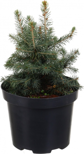 Растение ель обыкновенная Picea abies С3 С5