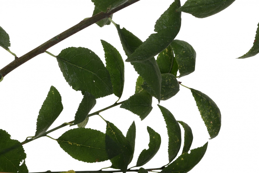 Саженец сливы 1р (C7)