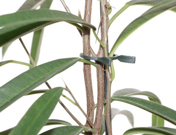 Растение комнатное Фикус 17/75 Али